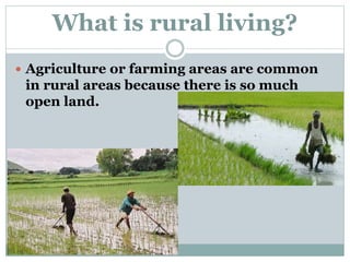 What is rural living?
 Agriculture or farming areas are common
in rural areas because there is so much
open land.
 