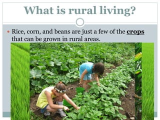 What is rural living?
 Rice, corn, and beans are just a few of the crops
that can be grown in rural areas.
 