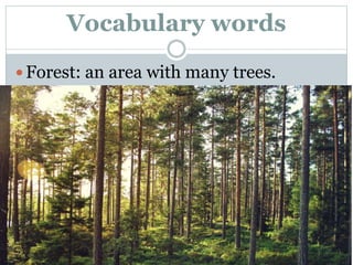 Vocabulary words
 Forest: an area with many trees.
 