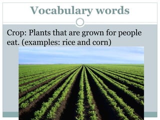 Vocabulary words
Crop: Plants that are grown for people
eat. (examples: rice and corn)
 