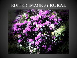 EDITED IMAGE #1 RURAL
 