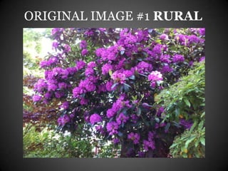 ORIGINAL IMAGE #1 RURAL
 