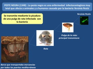 PESTE NEGRA (1348) : La peste negra es una enfermedad infectocontagiosa muy
letal que afecta a animales y a humanos causada por la bacteria Yersinia Pestis
Yersinia Pestis
Pulga de la rata:
principal transmisora
Rata
Barco que transportaba mercancías
por todos los puertos mediterráneos
Se transmite mediante la picadura
de una pulga de rata infectada con
la bacteria
 