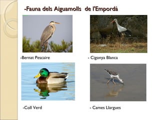 -Fauna dels Aiguamolls  de l'Empordà  -Bernat Pescaire  - Cigonya Blanca -Coll Verd  - Cames Llargues 