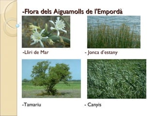 -Flora dels Aiguamolls de l'Empordà - Lliri de Mar  - Jonca d’estany -Tamariu  - Canyis 