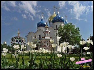 23/05/2009 Tulipanes www. laboutiquedelpowerpoint. com 