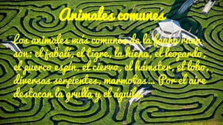 Animales comunes
Los animales más comunes de la fauna rusa
son: el jabalí, el tigre, la hiena, el leopardo,
el puerco espín, el ciervo, el hámster, el lobo,
diversas serpientes, marmotas… Por el aire
destacan la grulla y el águila.
 