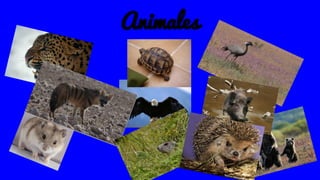 Animales
 