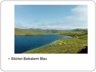 Sibirien Baikalarm Blau