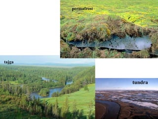 tundra
Šuma oko Bajkala
tajga
permafrost
 