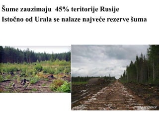 Šume zauzimaju 45% teritorije Rusije
Istočno od Urala se nalaze najveće rezerve šuma
 
