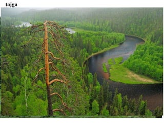 tajga
 