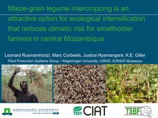 Maize-grain legume intercropping is an
attractive option for ecological intensification
that reduces climatic risk for smallholder
farmers in central Mozambique
Leonard Rusinamhodzi, Marc Corbeels, Justice Nyamangara, K.E. Giller
Plant Production Systems Group - Wageningen University, CIRAD, ICRISAT-Bulawayo
 