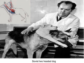 Soviet two headed dog
 