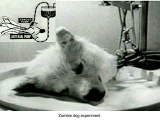 Zombie dog experiment
 