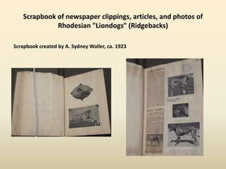 Scrapbook of newspaper clippings, articles, and photos of
Rhodesian "Liondogs" (Ridgebacks)
Scrapbook created by A. Sydney Waller, ca. 1923
 