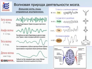 Волновая природа деятельности мозга.
Внешнее есть лишь
отражение внутреннего.
 