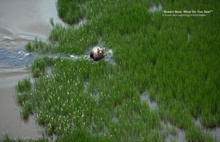 “Brown Bear, What Do You See?”
A brown bear swimming in Kamchatka.
 