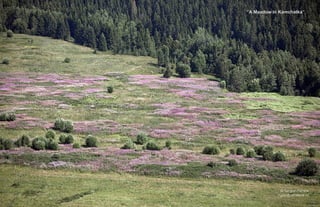“A Meadow in Kamchatka”
 