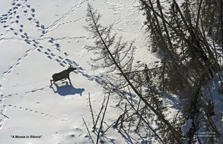 “A Moose in Siberia”
 