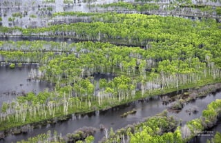 “Forest in Siberia”
 