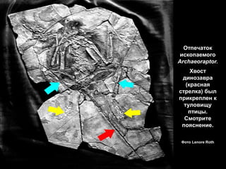 Отпечаток
ископаемого
Archaeoraptor.
Хвост
динозавра
(красная
стрелка) был
прикреплен к
туловищу
птицы.
Смотрите
пояснение.
Фото Lenore Roth
 