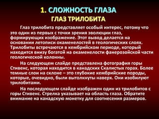 1. СЛОЖНОСТЬ ГЛАЗА
ГЛАЗ ТРИЛОБИТА
Глаз трилобита представляет особый интерес, потому что
это один из первых с точки зрения эволюции глаз,
формирующих изображение. Этот вывод делается на
основании летописи окаменелостей в геологических слоях.
Трилобиты встречаются в кембрийском периоде, который
находится внизу богатой на окаменелости фанерозойской части
геологической колонны.
На следующем слайде представлена фотография горы
Стивенс, которая находится в канадских Скалистых горах. Более
темные слои на склоне – это глубокие кембрийские породы,
которые, очевидно, были вытолкнуты наверх. Они изобилуют
трилобитами.
На последующем слайде изображен один из трилобитов с
горы Стивенс. Стрелка указывает на область глаза. Обратите
внимание на канадскую монетку для соотнесения размеров.
 