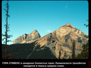 ГОРА СТИВЕНС в канадских Скалистых горах. Окаменелости трилобитов
находятся в темных средних слоях.
 