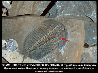 ОКАМЕНЕЛОСТЬ КЕМБРИЙСКОГО ТРИЛОБИТА. С горы Стивенс в Канадских
Скалистых горах. Красная стрелка указывает на сложный глаз. Обратите
внимание на размеры.
 