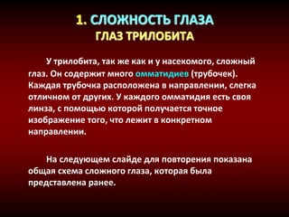 1. СЛОЖНОСТЬ ГЛАЗА
ГЛАЗ ТРИЛОБИТА
У трилобита, так же как и у насекомого, сложный
глаз. Он содержит много омматидиев (трубочек).
Каждая трубочка расположена в направлении, слегка
отличном от других. У каждого омматидия есть своя
линза, с помощью которой получается точное
изображение того, что лежит в конкретном
направлении.
На следующем слайде для повторения показана
общая схема сложного глаза, которая была
представлена ранее.
 