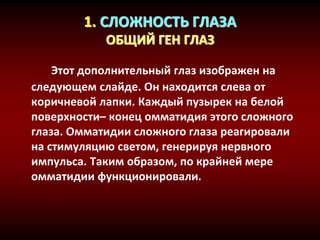 1. СЛОЖНОСТЬ ГЛАЗА
ОБЩИЙ ГЕН ГЛАЗ
Этот дополнительный глаз изображен на
следующем слайде. Он находится слева от
коричневой лапки. Каждый пузырек на белой
поверхности– конец омматидия этого сложного
глаза. Омматидии сложного глаза реагировали
на стимуляцию светом, генерируя нервного
импульса. Таким образом, по крайней мере
омматидии функционировали.
 
