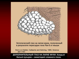 ДОПОЛНИТЕЛЬНЫЙ ГЛАЗ НА ЛАПКЕ МУХИ. Каждый
белый пузырек – омматидий сложного глаза.
 