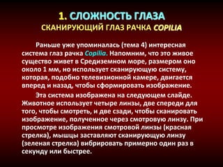 1. СЛОЖНОСТЬ ГЛАЗА
СКАНИРУЮЩИЙ ГЛАЗ РАЧКА COPILIA
Раньше уже упоминалась (тема 4) интересная
система глаз рачка Copilia. Напомним, что это живое
существо живет в Средиземном море, размером оно
около 1 мм, но использует сканирующую систему,
которая, подобно телевизионной камере, двигается
вперед и назад, чтобы сформировать изображение.
Эта система изображена на следующем слайде.
Животное использует четыре линзы, две спереди для
того, чтобы смотреть, и две сзади, чтобы сканировать
изображение, полученное через смотровую линзу. При
просмотре изображения смотровой линзы (красная
стрелка), мышцы заставляют сканирующую линзу
(зеленая стрелка) вибрировать примерно один раз в
секунду или быстрее.
 