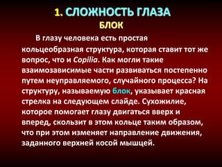 1. СЛОЖНОСТЬ ГЛАЗА
БЛОК
В глазу человека есть простая
кольцеобразная структура, которая ставит тот же
вопрос, что и Copilia. Как могли такие
взаимозависимые части развиваться постепенно
путем неуправляемого, случайного процесса? На
структуру, называемую блок, указывает красная
стрелка на следующем слайде. Сухожилие,
которое помогает глазу двигаться вверх и
вперед, скользит в этом кольце таким образом,
что при этом изменяет направление движения,
заданного верхней косой мышцей.
 