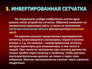 3. ИНВЕРТИРОВАННАЯ СЕТЧАТКА
На следующем слайде изображены клетки двух
разных типов устройства сетчатки. Обратите внимание на
направление движения света, а также на положение
светочувствительной области фоторецепторов (желтый
цвет).
На верхнем рисунке представлено вертированная
сетчатка, встречающаяся у кальмаров, пауков и многих
улиток, и т.д. На нижнем – инвертированная сетчатка,
которая характерна для позвоночных, в том числе и
людей. При таком ее положении свет сначала должен не
только пройти через палочку и колбочку, чтобы достичь
светочувствительных дисков, но также и через слои
нейронов. Многие эволюционисты считают такое строение
неудачным.
 