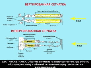 ДВА ТИПА СЕТЧАТКИ. Обратите внимание на светочувствительную область
обращенную к свету в обычной сетчатке и отвернутую от света в
инвертированной.
 