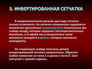 3. ИНВЕРТИРОВАННАЯ СЕТЧАТКА
В микроскопических деталях два вида сетчатки
сильно отличаются. На сетчатке головоногих содержится
множество удлиненных микроворсинок (показанных три
слайда назад), которые содержат светочувствительные
молекулы, в то время как у позвоночных такие
молекулы находятся в дисках, которые постоянно
замещаются.
На следующем слайде показаны детали
инвертированной сетчатки позвоночных. Обратите
особое внимание на часть С и диски в части D. Свет
поступает с правой стороны.
 