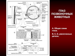 A. Общая схема
глаза.
B, C, D, увеличенные
детали.
ГЛАЗ
ПОЗВОНОЧНЫХ
ЖИВОТНЫХ
 