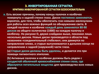 3. ИНВЕРТИРОВАННАЯ СЕТЧАТКА
КРИТИКА ИНВЕРИРОВАННОЙ СЕТЧАТКИ БЕЗОСНОВАТЕЛЬНА
в. Есть веские причины, почему концы палочек и колбочек
повернуты к задней стенке глаза. Диски постоянно заменяются,
вероятно, для того, чтобы обеспечить глаз новыми молекулами
для работы всех важных функций по обнаружению света. В
каждой палочке и колбочке каждый день заменяется 80-90
дисков из общего количества (1000) на каждую палочку и
колбочку. На рисунке D, двумя слайдами выше, показано лишь
несколько дисков. Новые диски производятся в области под
названием «соединительный стебелек»; они движутся по
направление влево, а старые выталкиваются в дальнем конце по
направлению к задней (наружной) части глаза.
(a) Старые диски должны быть удалены, и делается это при
помощи пигментного эпителия.
(b) Активные палочки и колбочки должны быть рядом с
сосудистой оболочкой кровоснабжения стенки глаза, где
образуются питательные вещества для производства всех новых
дисков.
 