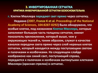 3. ИНВЕРТИРОВАННАЯ СЕТЧАТКА
КРИТИКА ИНВЕРИРОВАННОЙ СЕТЧАТКИ БЕЗОСНОВАТЕЛЬНА
г. Клетки Мюллера передают свет прямо через сетчатку.
Недавно (2007, Franze K et al. Proceedings of the National
Academy of Sciences, 104:8287-8292) было обнаружено, что
особые клетки, под названием Клетки Мюллера, которые
заполняют большую часть толщины сетчатки, имеют
показатель преломления, который выше, чем у
окружающих тканей и, таким образом, служат в качестве
каналов передачи света прямо через слой нервных клеток
сетчатки, который находится между поступающим светом
и палочками и колбочками. На следующем слайде
изображено как синий свет, поступающий справа,
передается к палочкам и колбочкам вытянутыми клетками
Мюллера (красная стрелка) в сетчатке.
 