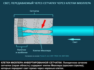 КЛЕТКИ МЮЛЛЕРА ИНВЕРТИРОВАННОЙ СЕТЧАТКИ. Поперечное сечение
сетчатки (серая область) содержит клетки Мюллера (красная стрелка),
которые передают свет прямо через нервные клетки.
 