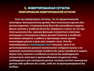3. ИНВЕРТИРОВАННАЯ СЕТЧАТКА
РЕВЕРСИРОВАНИЕ ИНВЕРТИРОВАННОЙ СЕТЧАТКИ
Если мы реверсируем сетчатку, что по предположению
некоторых эволюционистов должен был изначально сделать Бог,
вполне вероятно, что результатом была бы неспосбность видеть.
Диски палочек и колбочек были бы повернуты к свету, но что при
этом выполняло бы важную функцию пигментного эпителия,
состоящую в поглощении старых дисков? Палочки и колбочки
постоянно находятся в работе и производят около десяти
миллиардов дисков в день для каждого глаза. Они бы
накапливались в стекловидном теле глаза (см. часть A на
детализированном рисунке несколькими слайдами выше), и их
огромное количество вскоре ослабило бы нашу способность видеть.
Кроме того, палочки и колбочки не имели бы необходимого
пигментного эпителия и кровоснабжения сосудистого слоя,
необходимого для замещения дисков, поэтому система замещения
дисков либо работала бы слабо, либо же не функционировала бы
вообще .
 