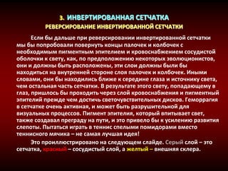 3. ИНВЕРТИРОВАННАЯ СЕТЧАТКА
РЕВЕРСИРОВАНИЕ ИНВЕРТИРОВАННОЙ СЕТЧАТКИ
Если бы дальше при реверсировании инвертированной сетчатки
мы бы попробовали повернуть концы палочек и колбочек с
необходимым пигментным эпителием и кровоснабжением сосудистой
оболочки к свету, как, по предположению некоторых эволюционистов,
они и должны быть расположены, эти слои должны были бы
находиться на внутренней стороне слоя палочек и колбочек. Иными
словами, они бы находились ближе к середине глаза и источнику света,
чем остальная часть сетчатки. В результате этого свету, попадающему в
глаз, пришлось бы проходить через слой кровоснабжения и пигментный
эпителий прежде чем достичь светочувствительных дисков. Геморрагия
в сетчатке очень активная, и может быть разрушительной для
визуальных процессов. Пигмент эпителия, который впитывает свет,
также создавал преграду на пути, и это привело бы к усилению развития
слепоты. Пытаться играть в теннис спелыми помидорами вместо
теннисного мячика – не самая лучшая идея!
Это проиллюстрировано на следующем слайде. Серый слой – это
сетчатка, красный – сосудистый слой, а желтый – внешняя склера.
 