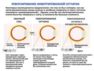 РЕВЕРСИРОВАНИЕ ИНВЕРТИРОВАННОЙ СЕТЧАТКИ
ОБЫЧНЫЙ РЕВЕРСИРОВАННАЯ РЕВЕРСИРОВАННАЯ
ГЛАЗ СЕТЧАТКА СЕТЧАТКА И
СОСУДИСТАЯ ОБОЛОЧКА
Диск
Свет
Светочувстви-
тельная
сетчатка
Сосудистая
оболочка Волокнистая
склера
Свет проходит через
прозрачную нервную
клетку. Осложнений для
его прохождения не
возникает, так как в
центральной ямке
находится меньше
нервных клеток.
Диски направлены к свету,
но какая часть будет
поглощать миллиарды
старых дисков,
производимых каждый
день. В конце концов они
бы заполнили глаз.
Если бы пигментный эпителий и
сосудистая оболочка были
расположены внутри, это,
конечно, позволило бы им
диски, но свет не смог бы
попасть к светочувствительным
дискам.
Клетка
палочки
Некоторые эволюционисты предполагают, что глаз не был сотворен, так как
светочувствительные концы палочек и колбочек отвернуты от света. Сетчатка
называется «инвертированной». Однако, если бы эти светочувствительные
клетки были бы повернуты к свету, то возникла бы большая сложность
 