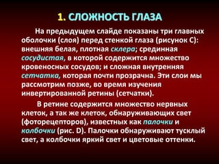 1. СЛОЖНОСТЬ ГЛАЗА
На предыдущем слайде показаны три главных
оболочки (слоя) перед стенкой глаза (рисунок C):
внешняя белая, плотная склера; срединная
сосудистая, в которой содержится множество
кровеносных сосудов; и сложная внутренняя
сетчатка, которая почти прозрачна. Эти слои мы
рассмотрим позже, во время изучения
инвертированной ретины (сетчатки).
В ретине содержится множество нервных
клеток, а так же клеток, обнаруживающих свет
(фоторецепторов), известных как палочки и
колбочки (рис. D). Палочки обнаруживают тусклый
свет, а колбочки яркий свет и цветовые оттенки.
 