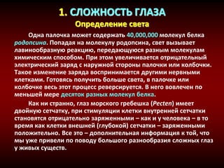 1. СЛОЖНОСТЬ ГЛАЗА
Определение света
Одна палочка может содержать 40,000,000 молекул белка
родопсина. Попадая на молекулу родопсина, свет вызывает
лавинообразную реакцию, передающуюся разным молекулам
химическим способом. При этом увеличивается отрицательный
электрический заряд с наружной стороны палочки или колбочки.
Такое изменение заряда воспринимается другими нервными
клетками. Готовясь получить больше света, в палочке или
колбочке весь этот процесс реверсируется. В него вовлечен по
меньшей мере десяток разных молекул белка.
Как ни странно, глаз морского гребешка (Pecten) имеет
двойную сетчатку, при стимуляции клетки внутренней сетчатки
становятся отрицательно заряженными – как и у человека – в то
время как клетки внешней (глубокой) сетчатки – заряженными
положительно. Все это – дополнительная информация к той, что
мы уже привели по поводу большого разнообразия сложных глаз
у живых существ.
 