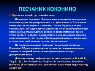 ПЕСЧАНИК КОКОНИНО
б. Предполагаемый пустынный климат
Отложения Коконино обычно интерпретируются как древние
песчаные дюны, сформировавшиеся в сухом климате. Это мнение
совершено не согласуется с моделью Потопа. Однако, как уже
упоминалось, обнаруживается множество путей следования живых
организмов, а мелкие детали следов не сохраняются как раз на
сухом песке. И наоборот, эксперименты с животными на влажном
песке показывают, что следы в Коконино были скорее оставлены в
условиях высокой влажности, чем сухого климата.
На следующем слайде показаны три следа на песчанике
Коконино. Обратите внимание на детали – отпечатки отдельных
элементов опорной части конечности и незначительную
деформацию песка.
Дополнительную информацию можно почерпнуть: Brand L.R.,
Tang T. 1991. Fossil vertebrate footprints in the Coconino Sandstone
(Permian) of Northern Arizona: evidence for underwater origin. Geology
20:668-670.
 