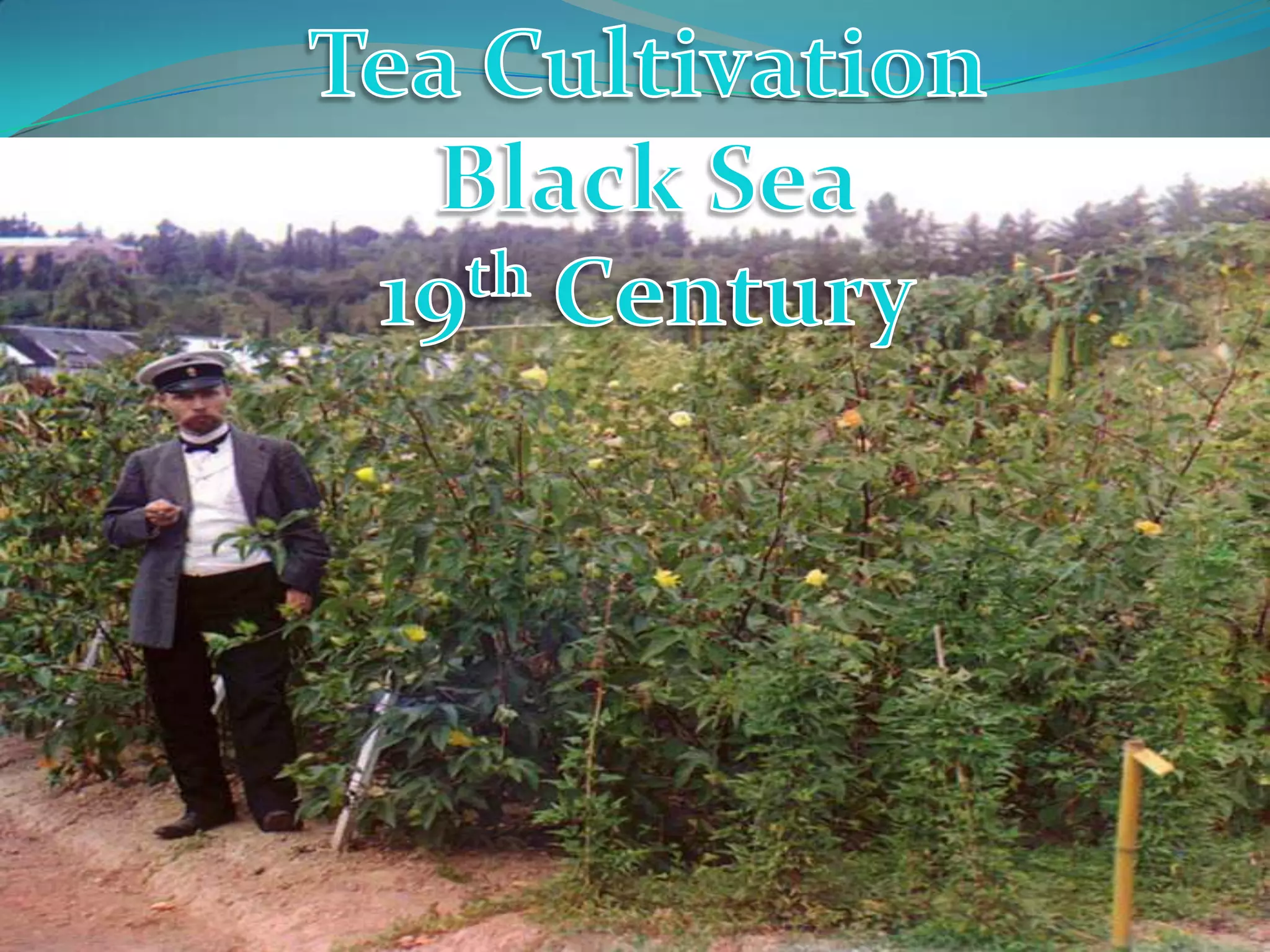 Tea Cultivation Black Sea 19th Century