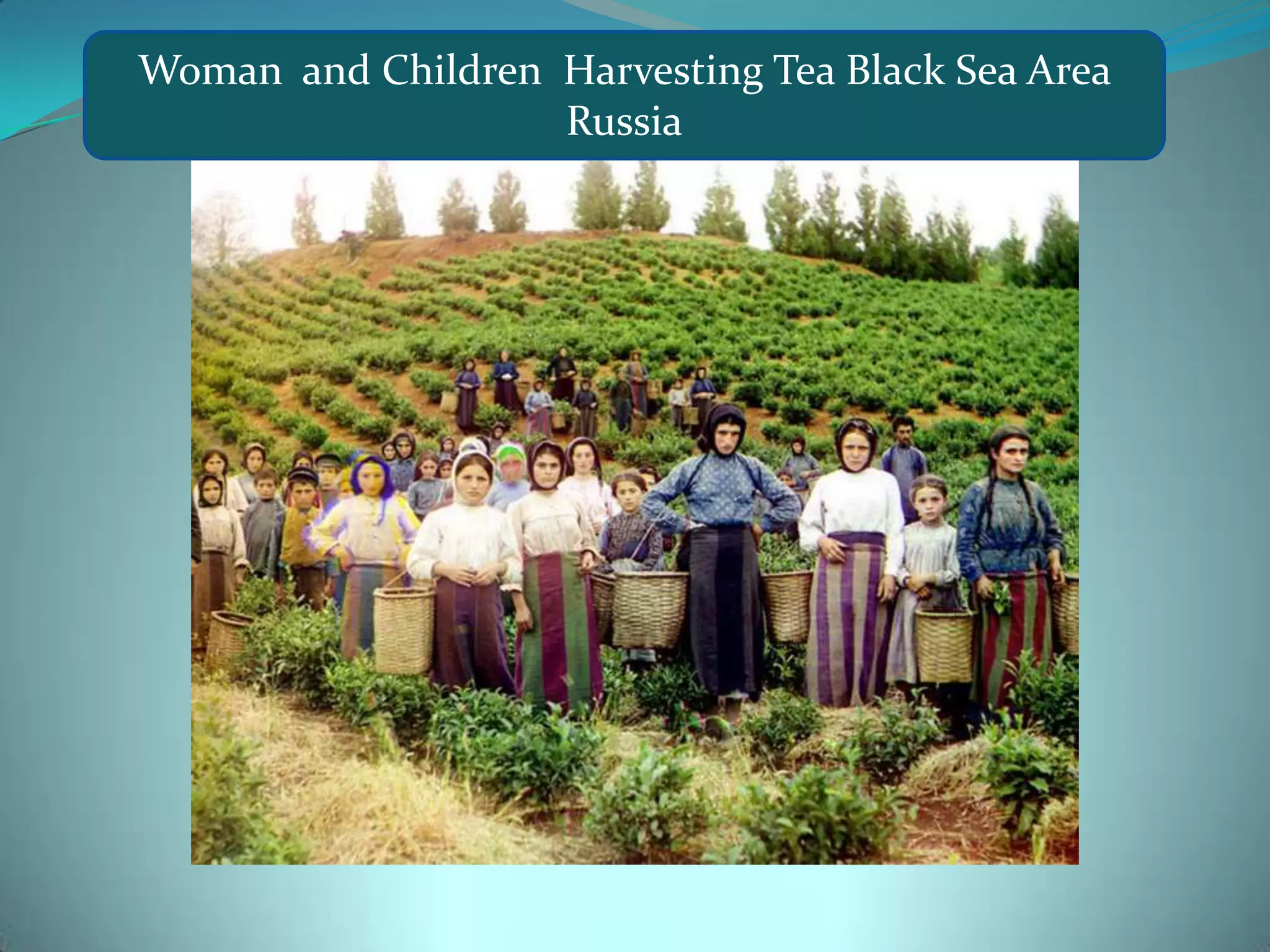Woman and Children Harvesting Tea Black Sea Area Russia