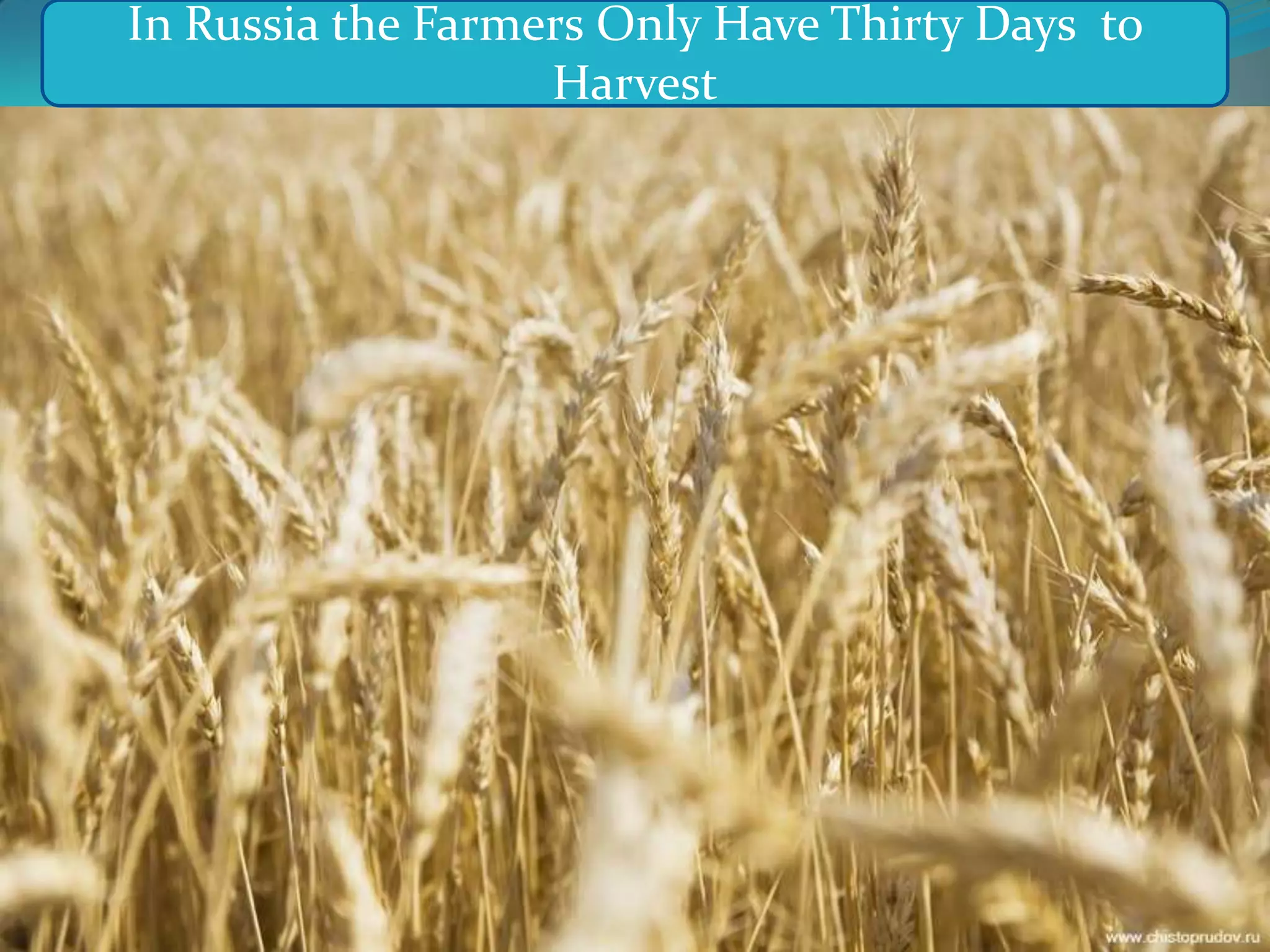 In Russia the Farmers Only Have Thirty Days to Harvest